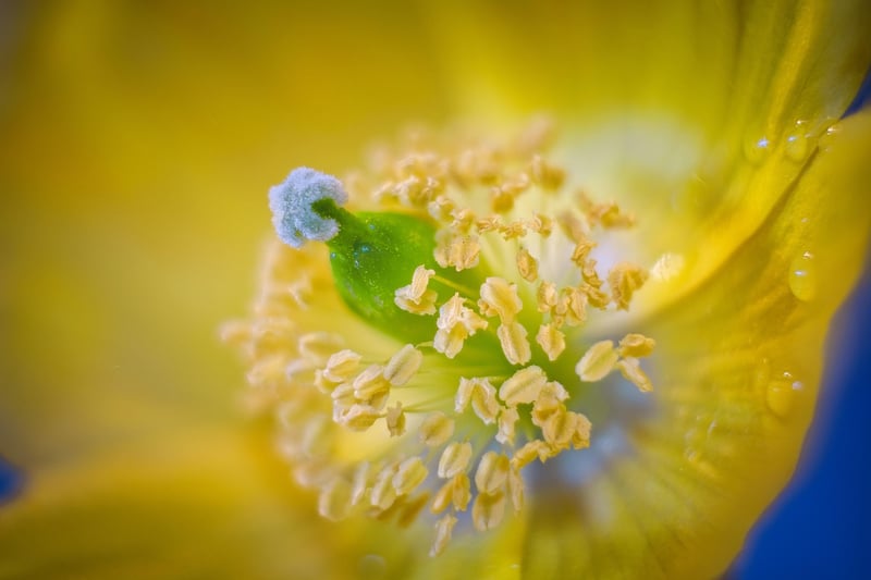 Enchanted Garden